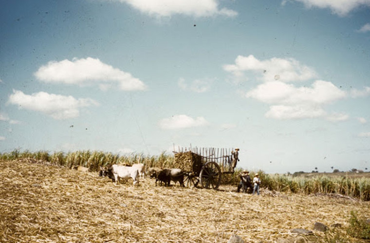 Dat nuoc Cuba nhung nam 1950 qua anh-Hinh-8